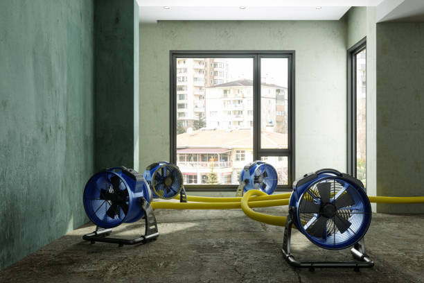 Best Basement water damage restoration  in Mount Sterling, KY